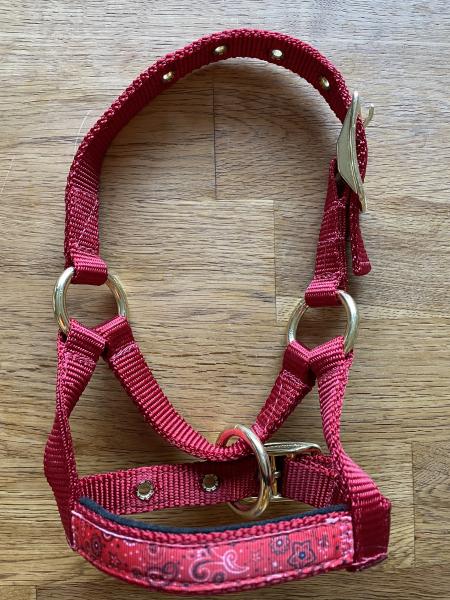 Alpaka Halfter Rot mit Overlay Bandana